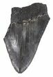 Partial, Serrated Megalodon Tooth - Georgia #48889-1
